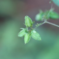 Oxalis barrelieri L.